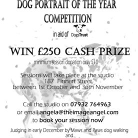 Dogs portrait of the year flyer